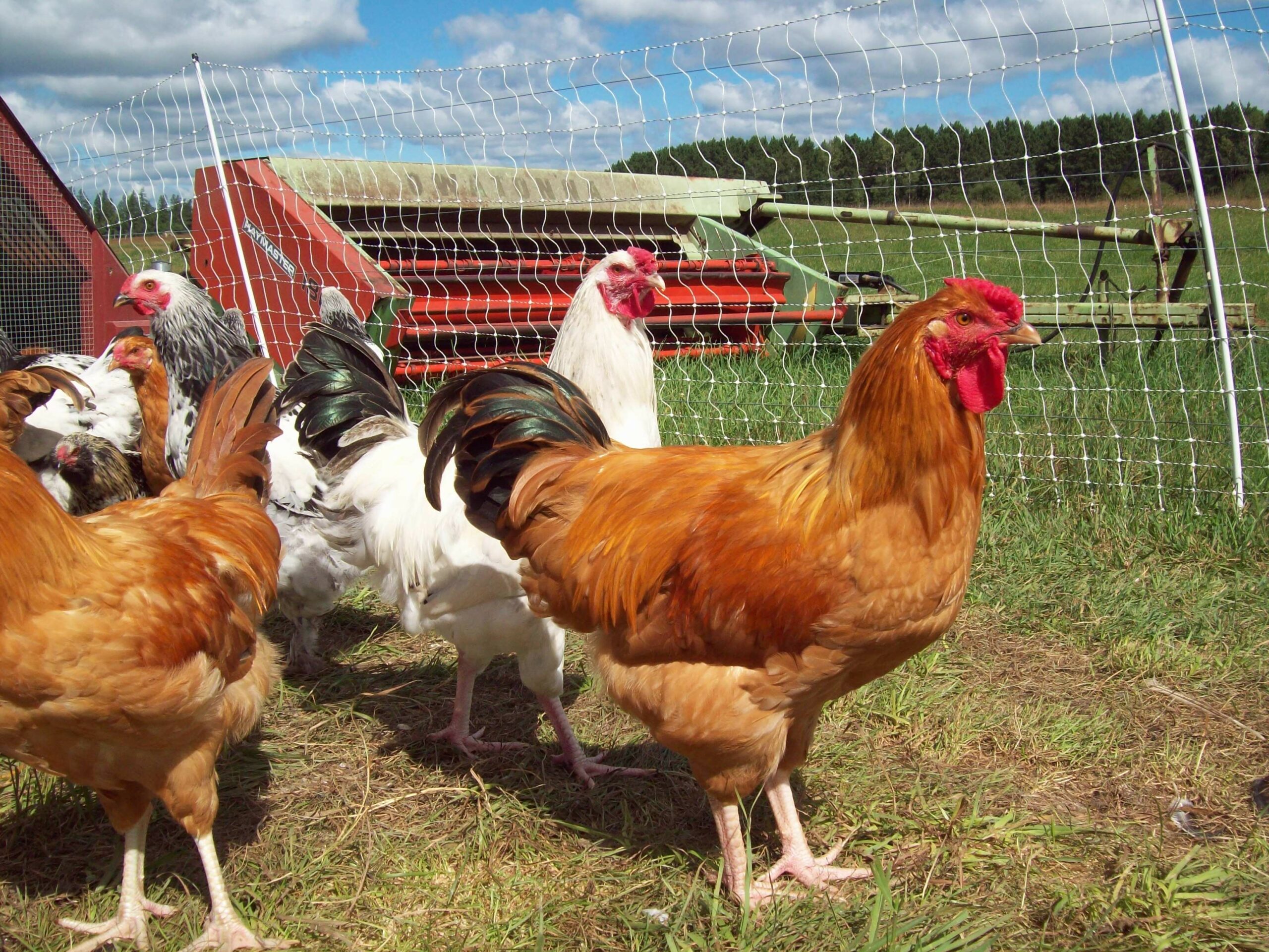 For The Love Of Chickens