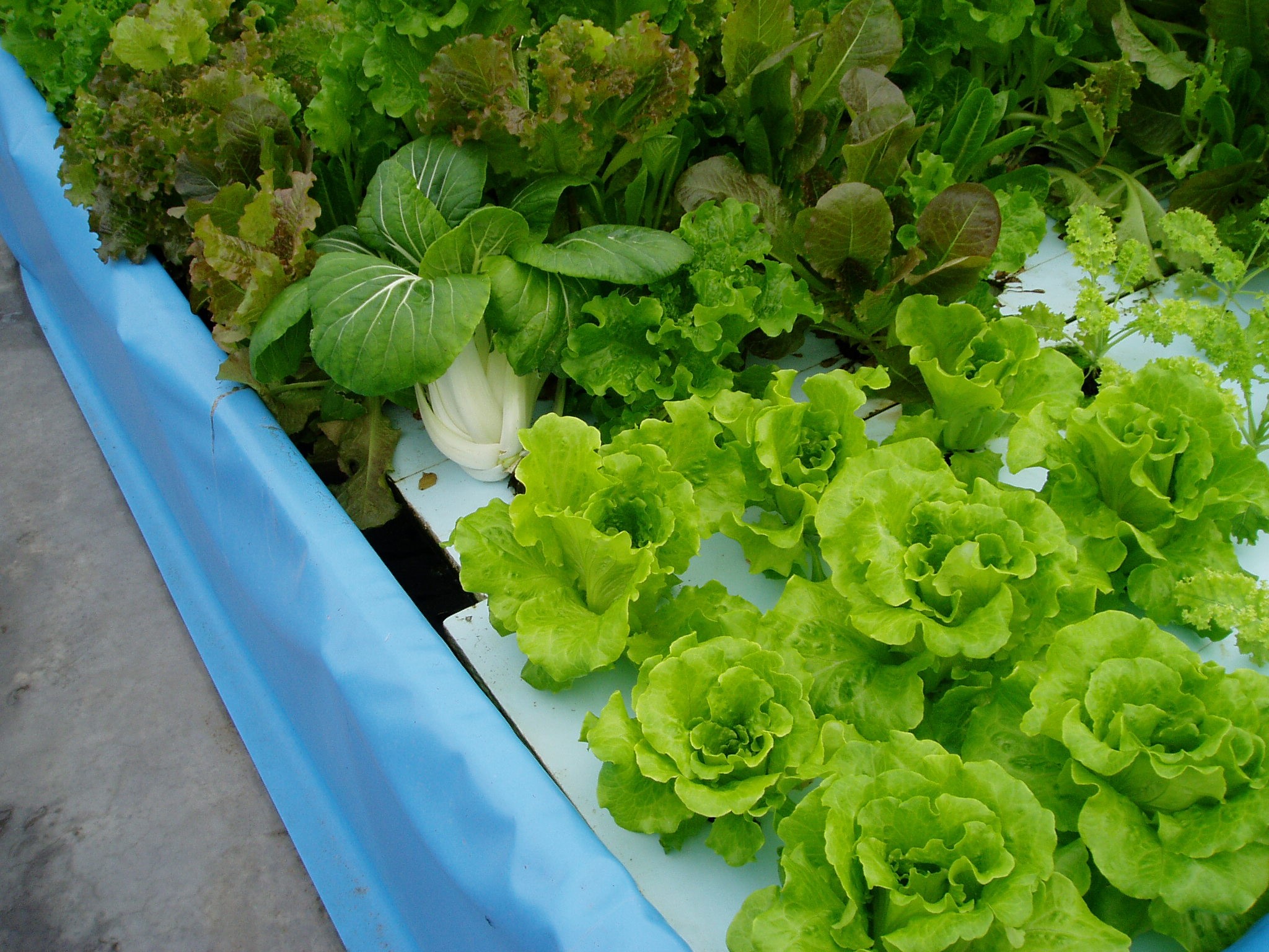 The Scoop On CSAs