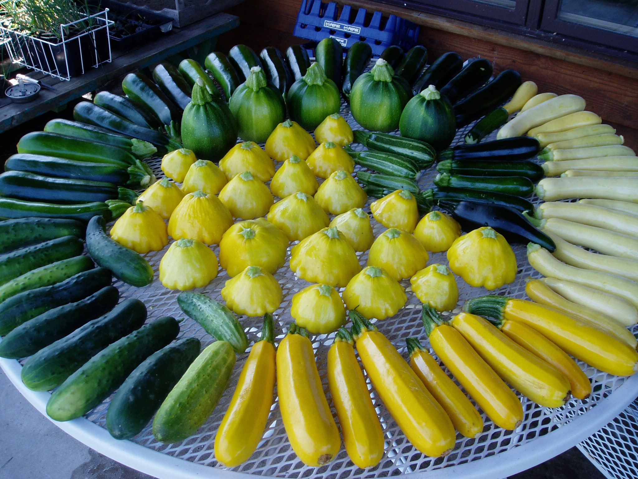 Zucchini