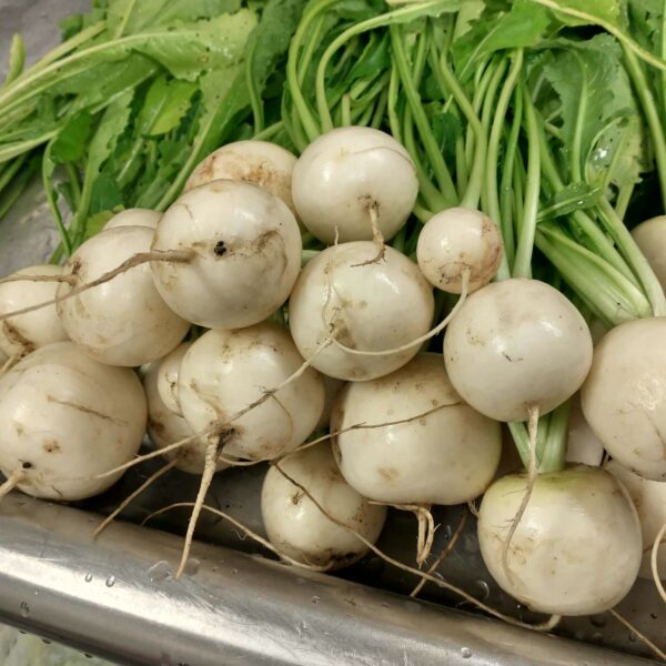 salad turnips