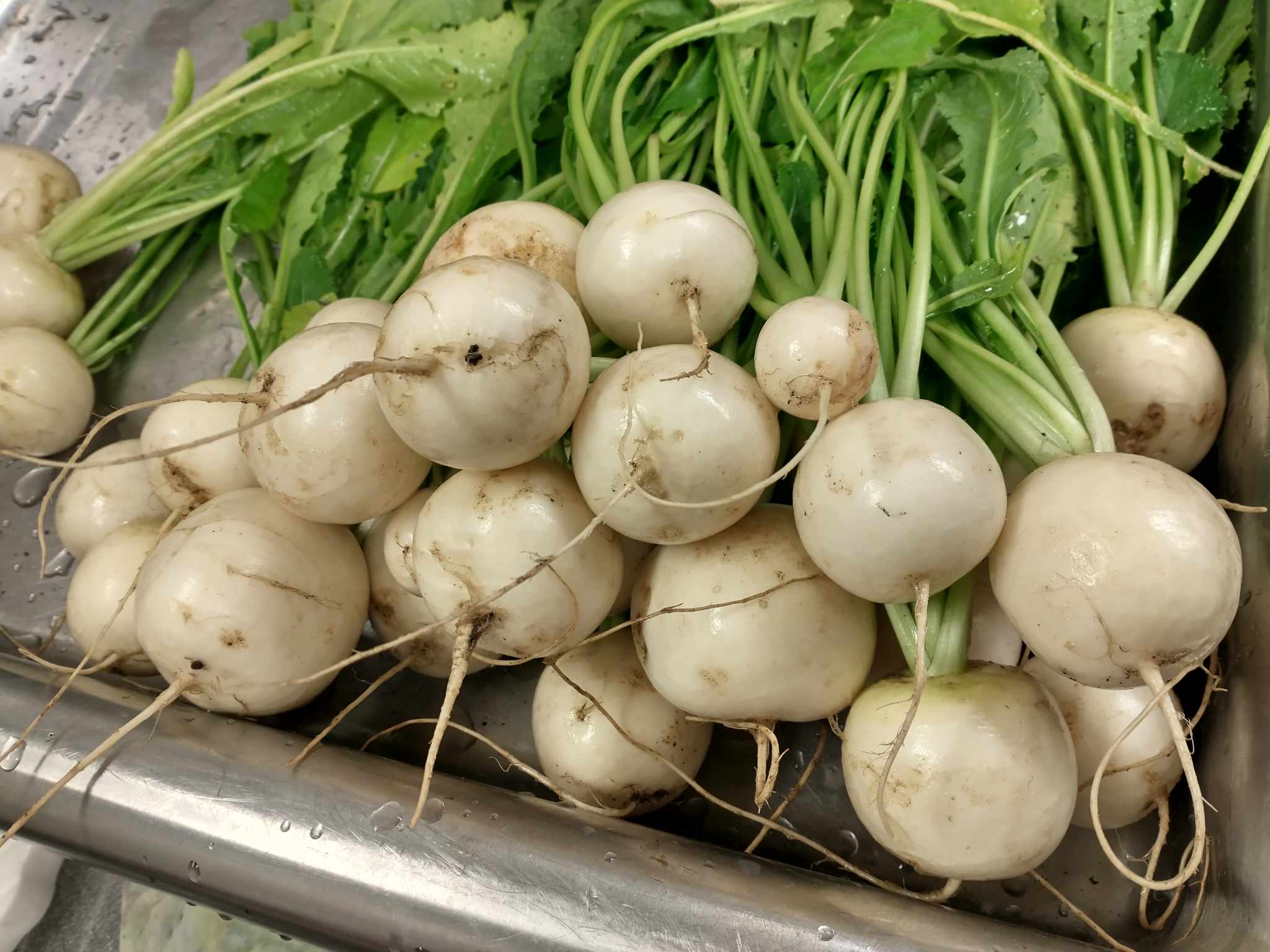 salad turnips