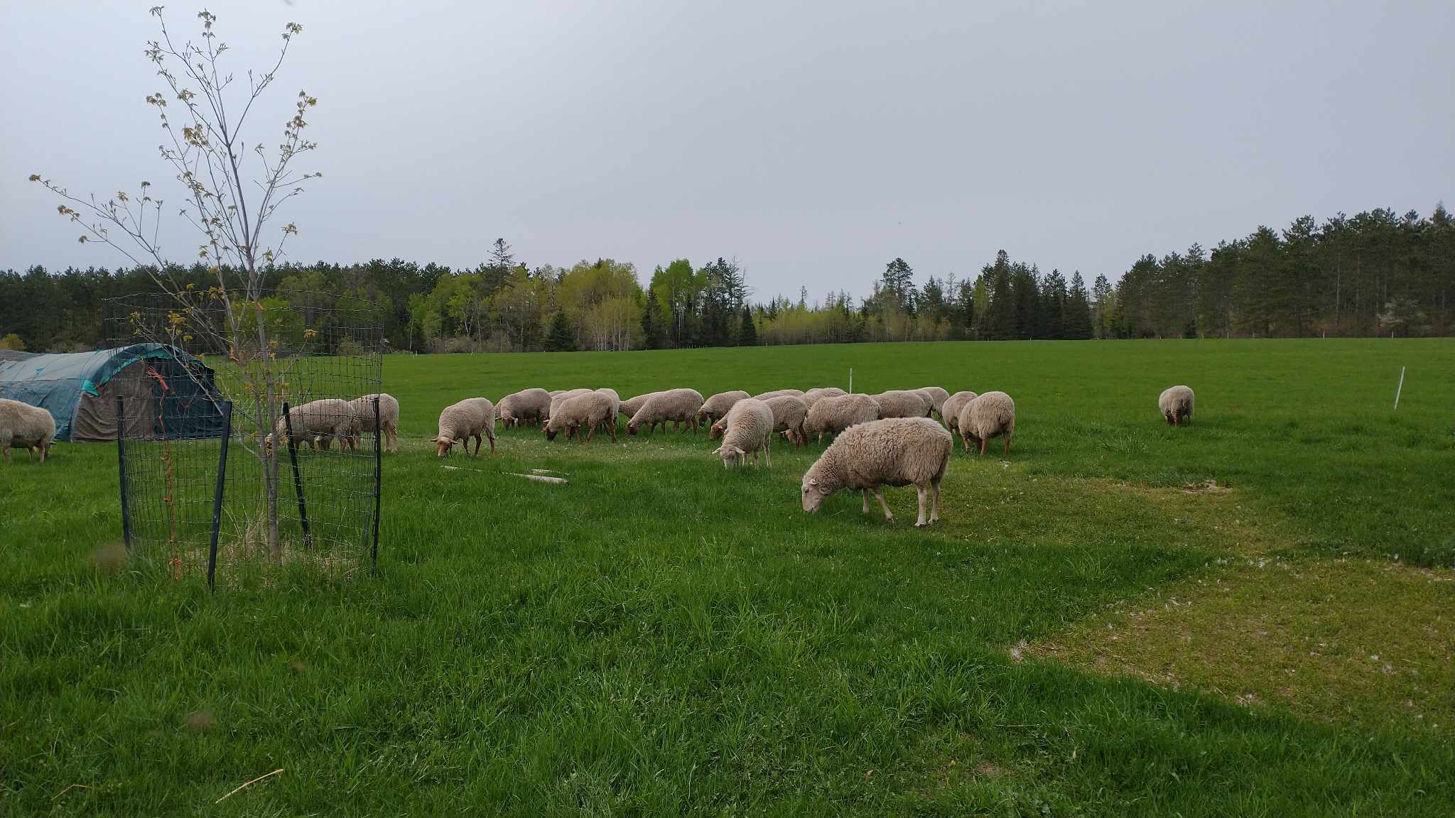sheep grazing