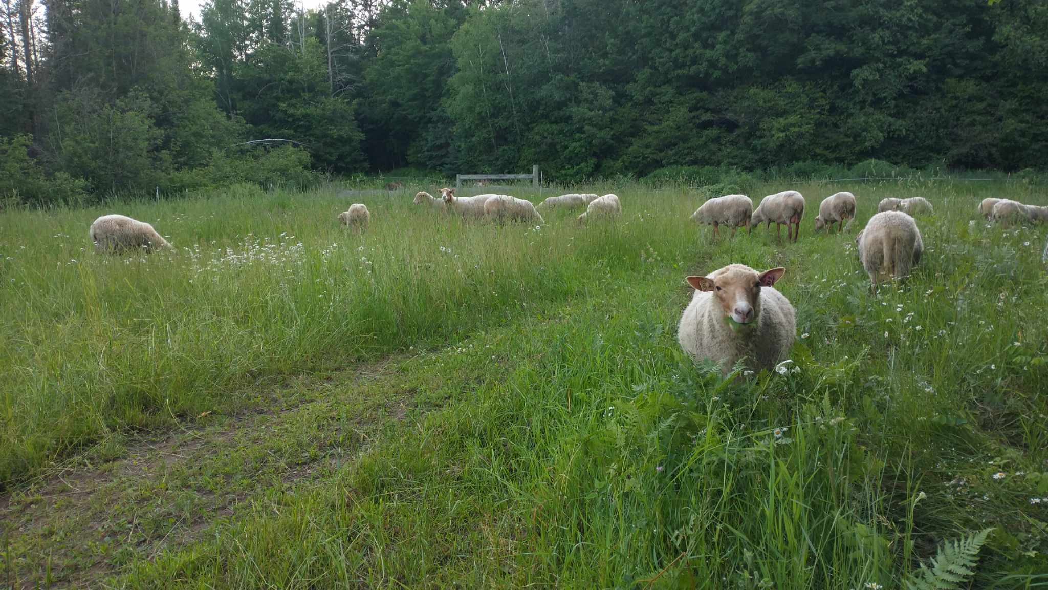 sheep grazing