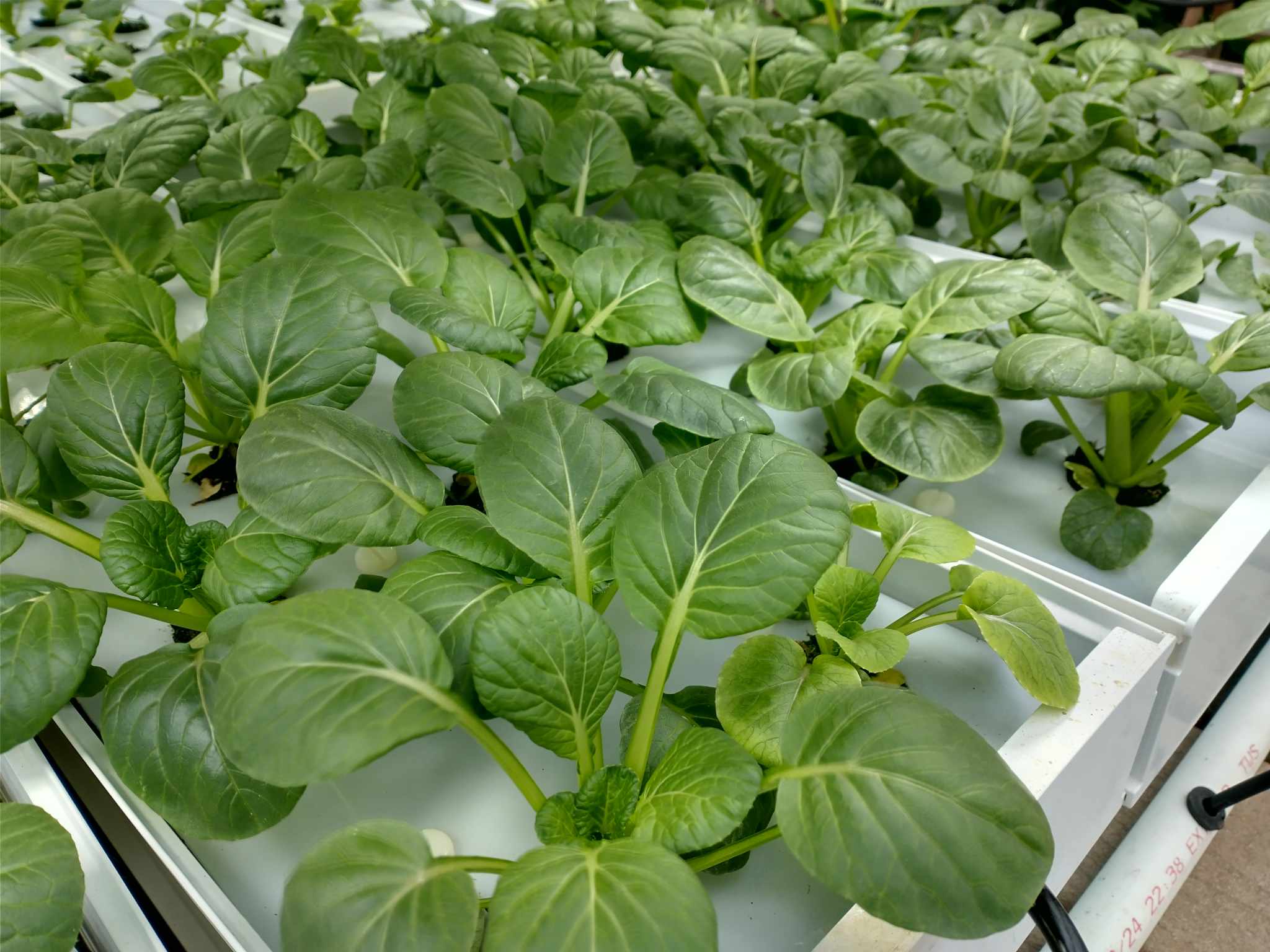 tatsoi