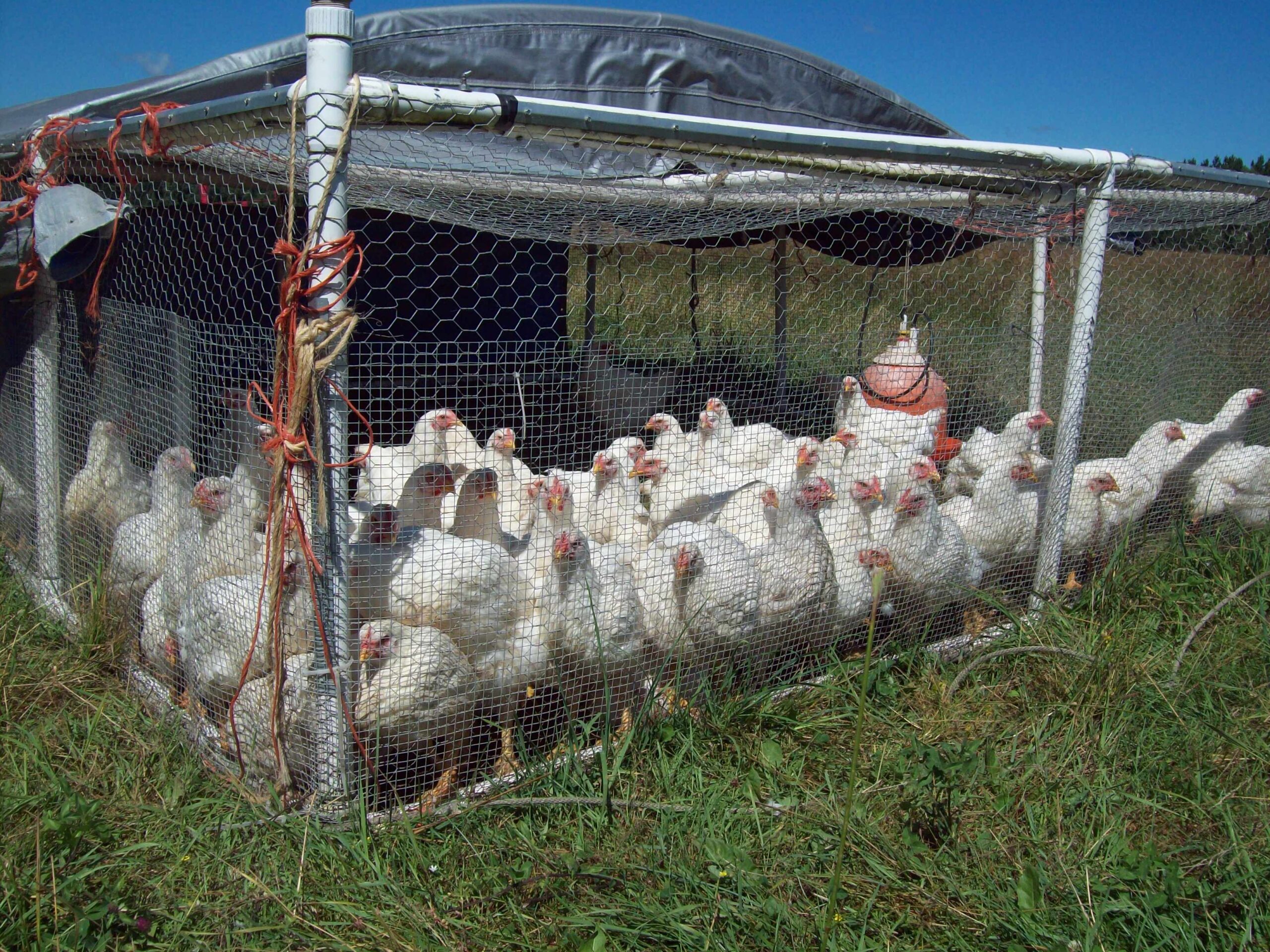 white chicken