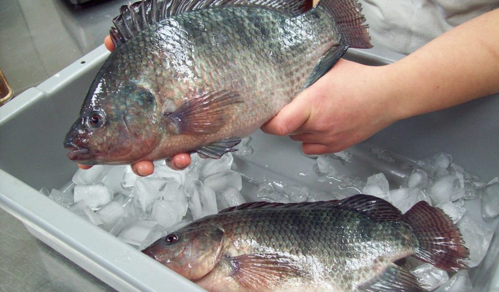 tilapia