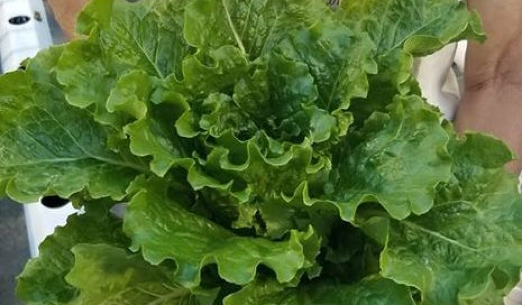 romaine