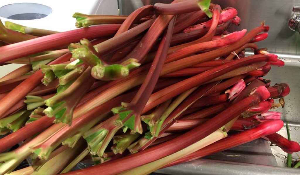 rhubarb