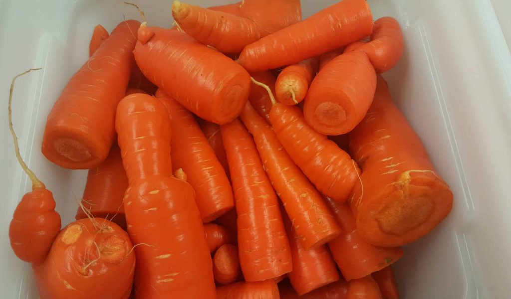 winter carrots