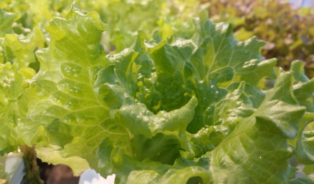 head lettuce