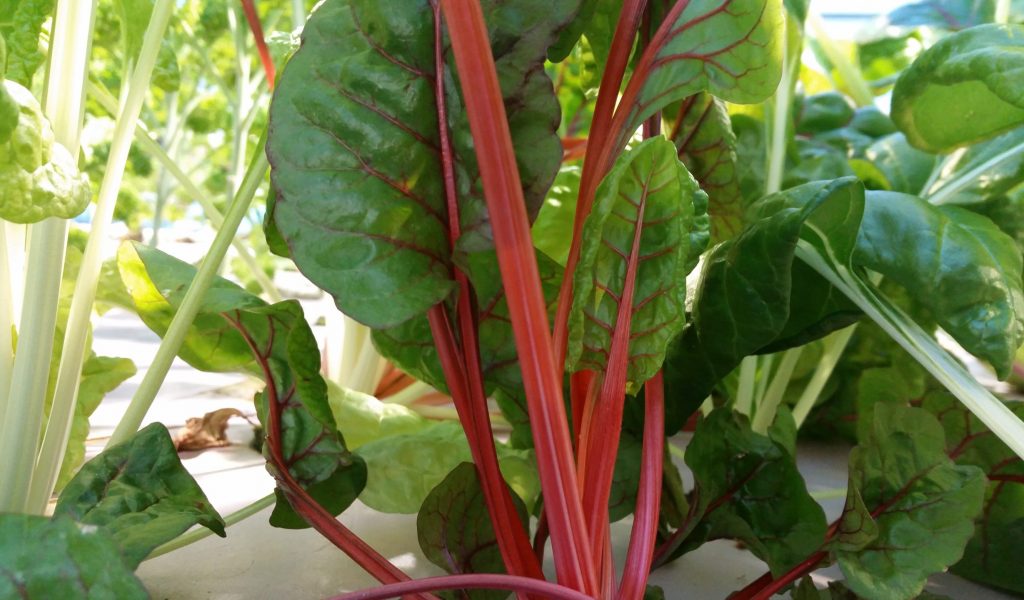 swiss chard
