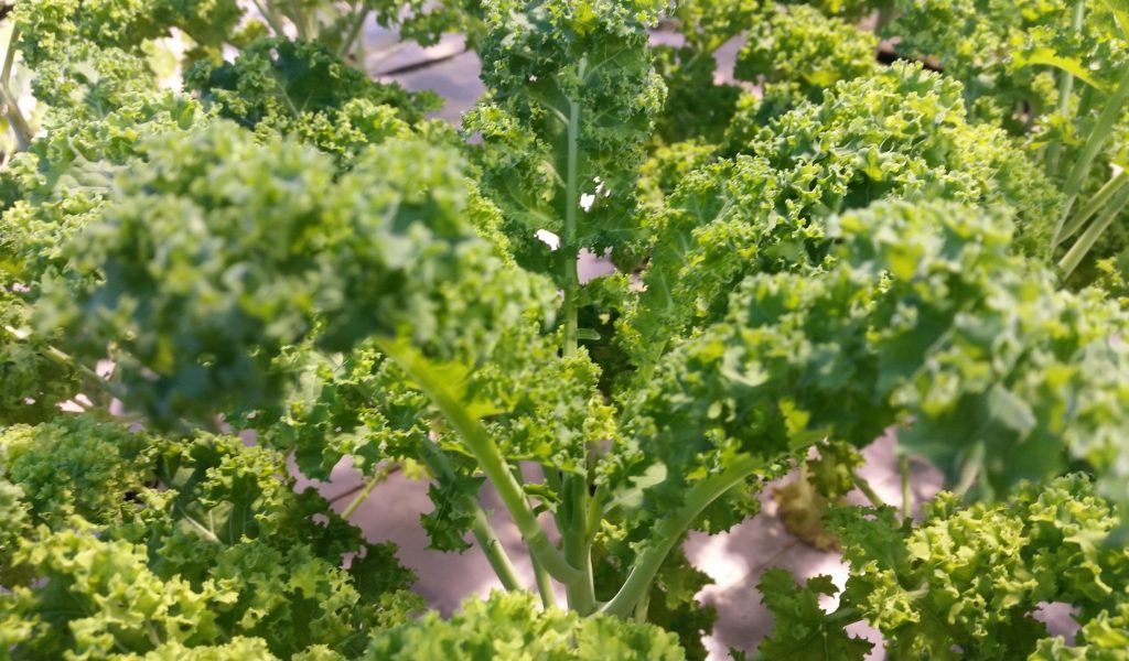 kale