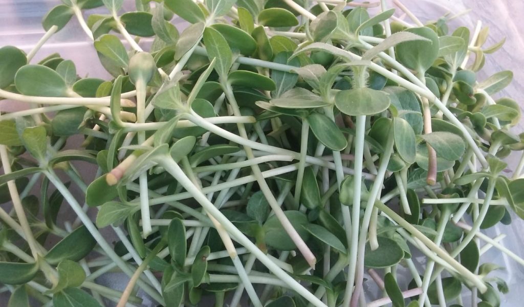 sunflower sprouts