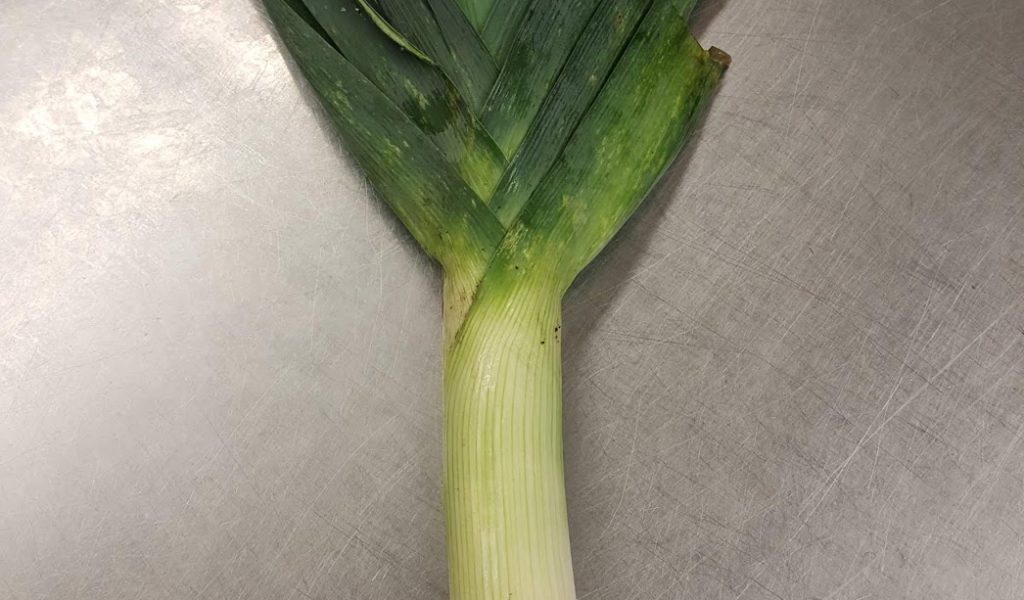leek