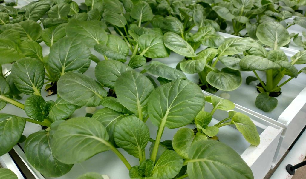tatsoi