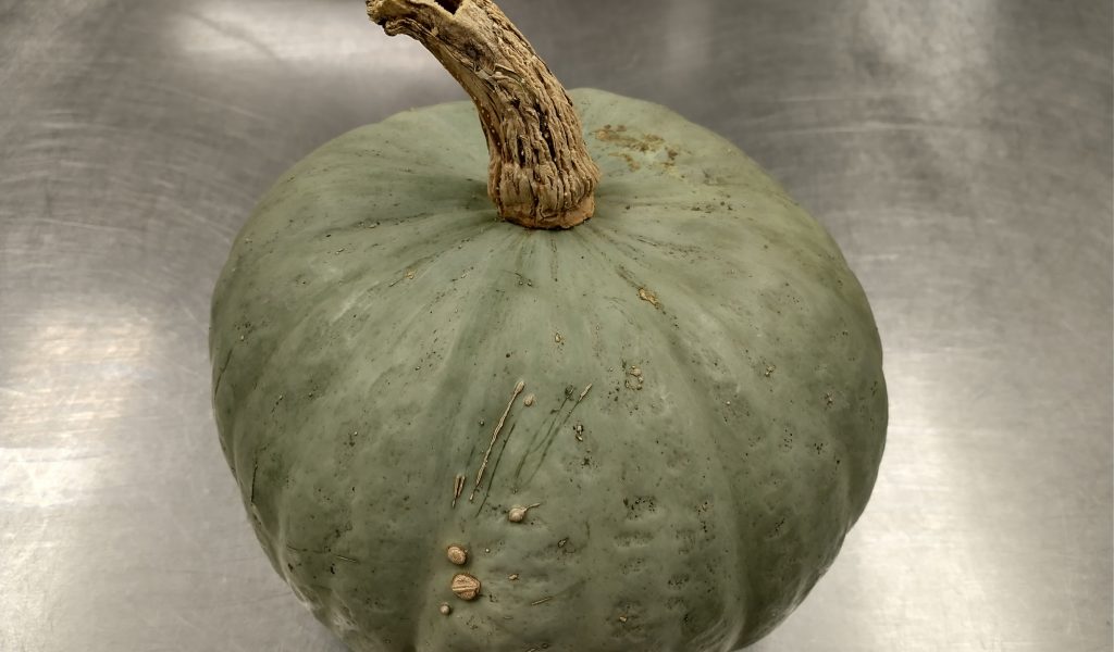 confection squash