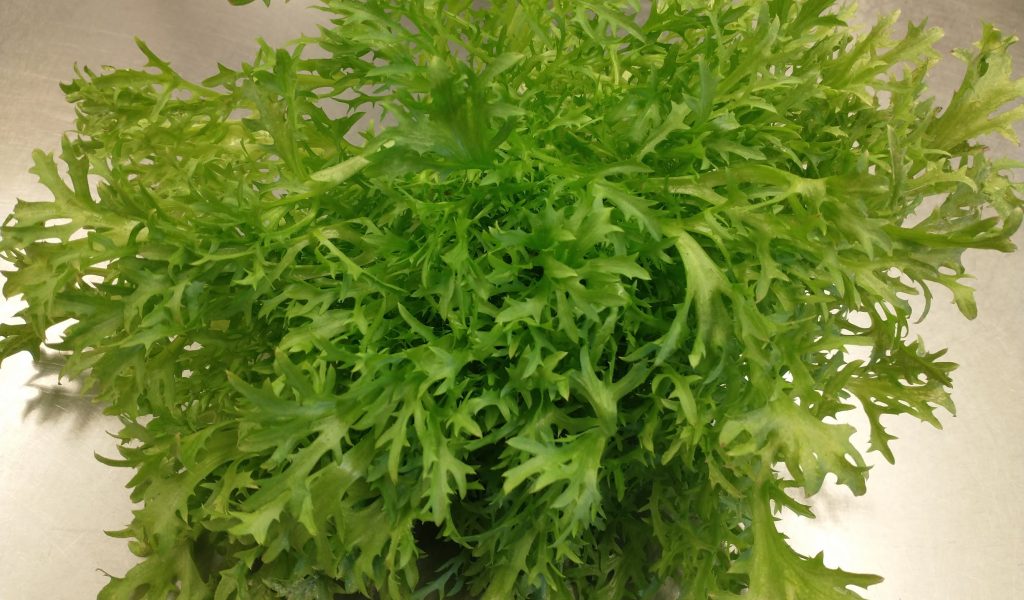 frisee endive
