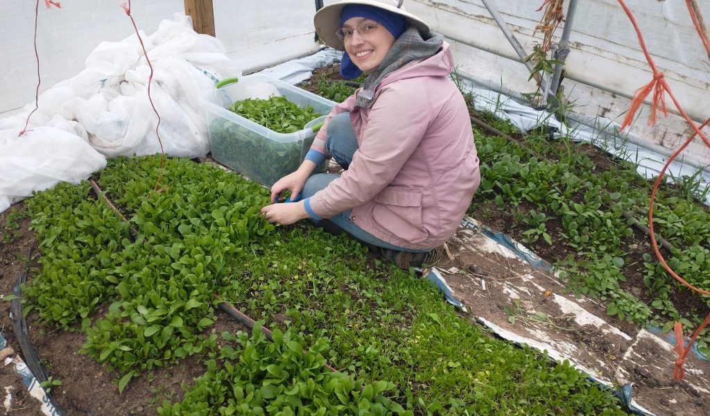 harvesting arugula
