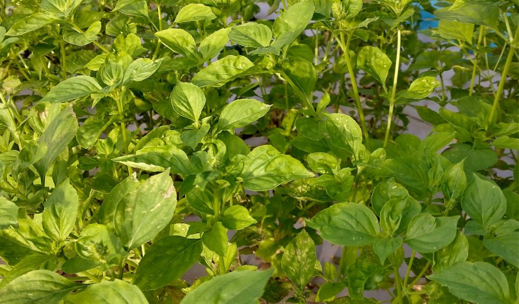 lemon basil