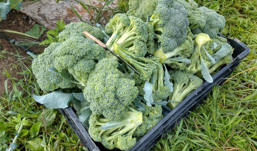 fresh broccoli