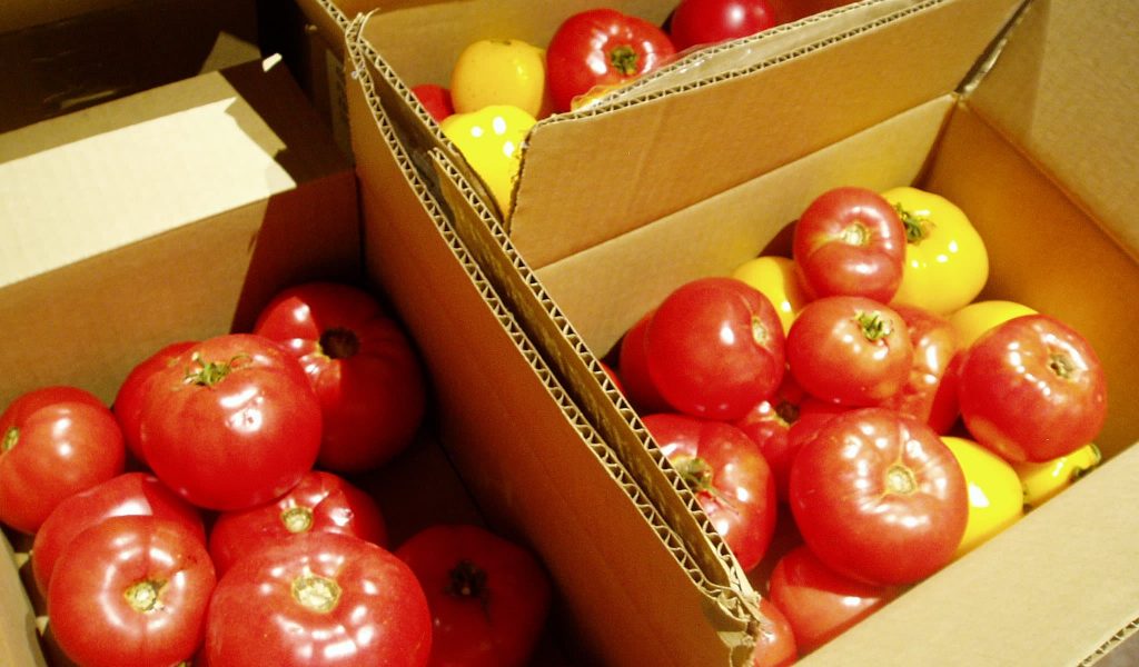 slicing tomatoes