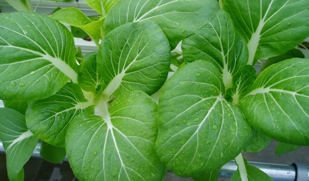 bok choy