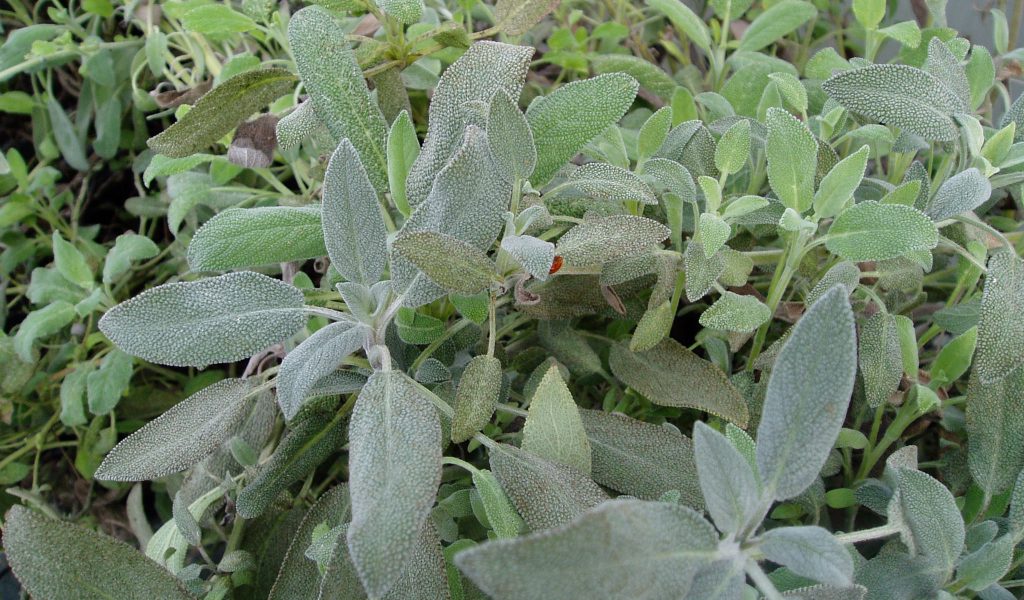 sage