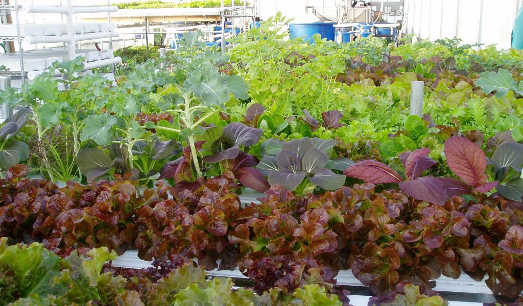 braising greens