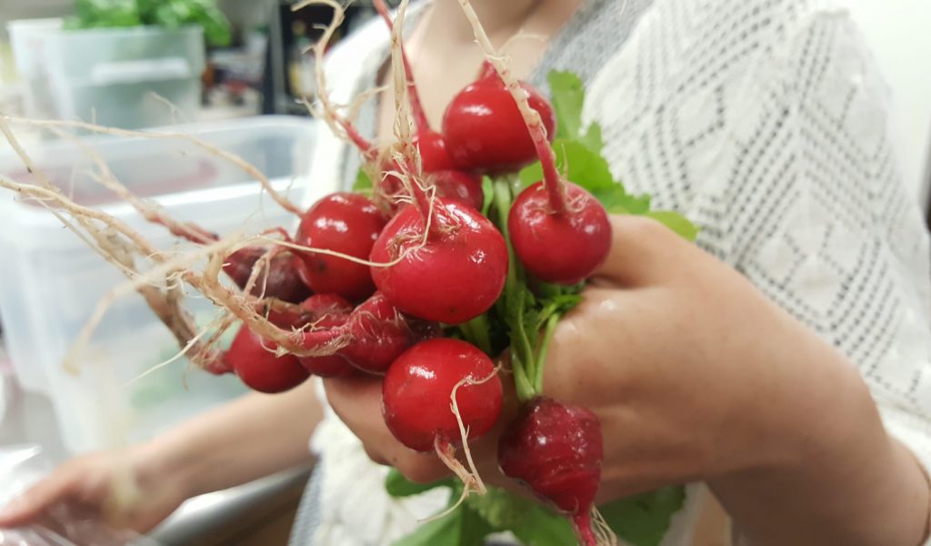 radishes
