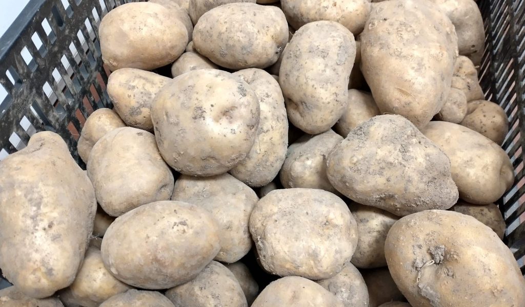 yukon potatoes